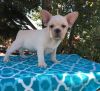 Beautiful French Bulldog puppies for sale.