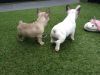 Healthy french bulldog puppies for sale
