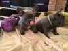 beautiful Blue French bulldog puppy for sale
