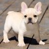 High quality pedigree French Bulldog puppies