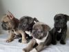 Agile French Bulldog Puppies for sale