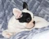 Cute And Lovely French Bulldog Puppies