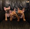 Gorgeous French Bulldog Puppies for sale