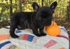 Awesome French bulldog puppies for sale(xxx) xxx-xxx1