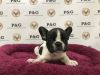 Sweet male and female french bulldog Puppies for Re-homing