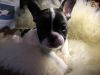 Male and female french bulldog puppies for adoption