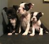 French bulldogs & Frenchton puppies available now