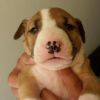 AKC quality French Bulldog Puppy for free adoption!!! (xxx) xxx-xxx3