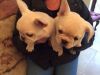 greate french bulldog puppy for sale