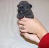 Blue Baby Kc French Bulldogs puppies ready for re-homing to new homes
