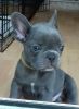 Lovely French Bulldogs for sale
