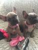 Blue/fawn At/a French Bulldogs Pups Ready Now