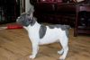 All Offers Considered Kc Reg Blue Frenchie