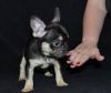 Stunning Kc Reg Frenchie Females Available