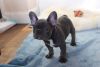 Kc Reg Frenchie Females Available