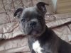 2 Left Very Chunky French Bulldogs For Sale