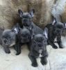 Solid Blue French Bulldog Pups Ready