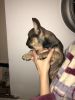 Lovely French Bulldog puppies available
