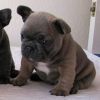French bulldog puppies (xxx) xxx-xxx6