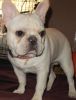CH Sired French Bulldog Pups For Sale - AKC