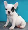 Well socialized French Bulldog puppies
