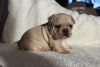 Kc Registered French Bulldogs For Sale