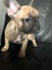 French Bulldog Puppie For Sale