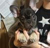 Chocolate & Tan Carrying Blue French Bulldogs