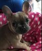 Stunning Blue Fawn Frenchie Girl !!reduced!!