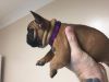 French bulldogs babies -