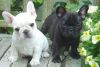 French Bulldog puppies for adoption.