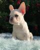 Reg Kc French Bulldog puppies For Sale
