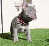 Beautiful French Bulldog puppies For sale
