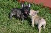 AKC Registered French Bulldog puppies
