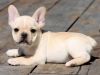 Males and females French Bulldog puppies