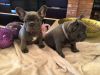 Valentine's Day puppies (French Bulldogs)