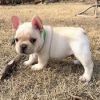 Purebred French bulldog Puppies for rehoming.