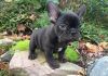 Beautiful French Bulldog Puppies For Sale.