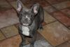 New year AKC French Bulldog pups for sale