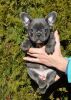Gorgeous French Bulldog Puppies For Sale Now!!