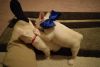 Solid Cream AKC registered French Bull dog Puppies