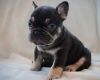 Akc French Bulldogs puppies 10 weeks now