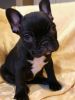 Male and Female French Bulldog Puppies