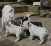 Cute French Bulldog Puppies
