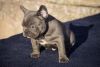 French bulldogs pup (xxx)xxx-xxxx