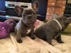 Blue Color French Bulldog Puppies!!!