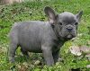 Blue French Bulldog puppies available for adotion