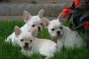 Trained French Bulldog puppies
