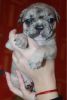 Tiger Lily the French Bulldog