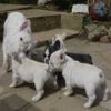 Male and Female French Bulldog Puppies Available
